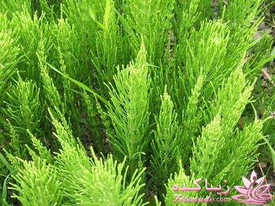 ناخن،پوست وموی سرحال با دم اسب